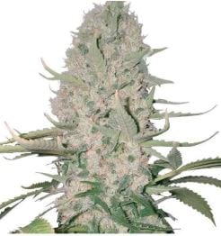 Power Plant strain