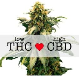 Harlequin cannabis strain