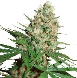 Trainwreck strain ILGM