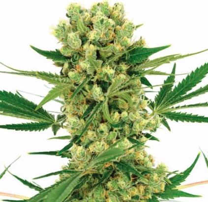 Amnesia Haze