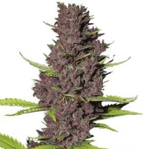 Best Strains for Pain