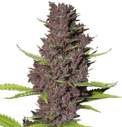 Blue dream cannabis strain