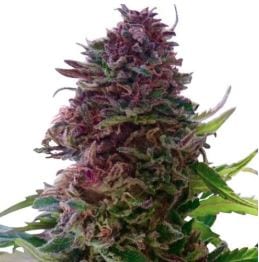 Granddaddy Purple strain