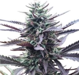 LA Confidential strain