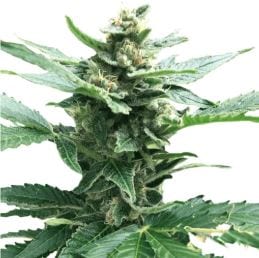 Northern Lights marijuana strain