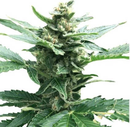 Northern Lights