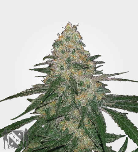 cannatonic Best Strains for Sleep and Insomnia