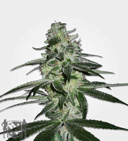 G13 Haze strain