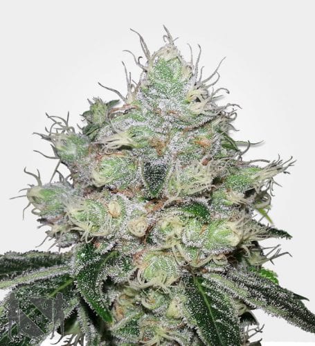 4 Super Skunk