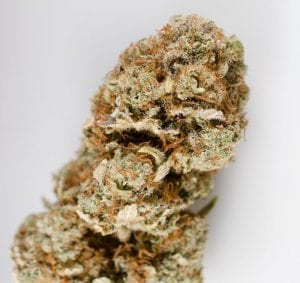 Harlequin-cannabis-strain