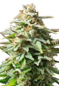 amnesia-haze-indoors