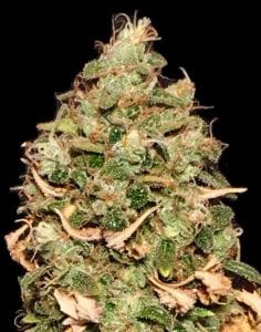 badazz-og-cheese-indoors