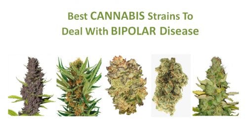 best cannabis strains for bipolar disorder