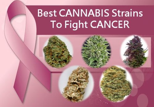 Best cannabis strains to fight cancer symptoms