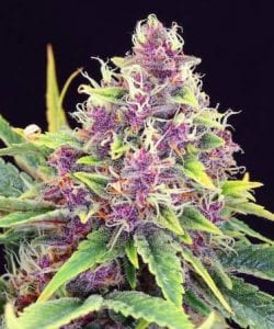 purple-kush