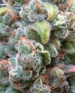 white widow cannabis strain