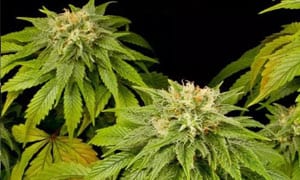 Hash Plant Cannabis Strain Review