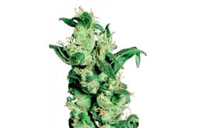 Jack Herer Strain Review