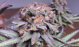 Purple Urkle Cannabis Strain Review