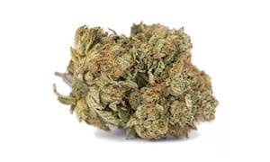 White Rhino Strain Review