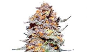 Granddaddy purple cannabis strain review
