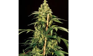 Jack Herer Strain Review