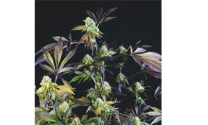 Sunset Sherbet Cannabis Strain Review