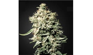 White Rhino Strain Review