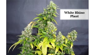 White Rhino Strain Review