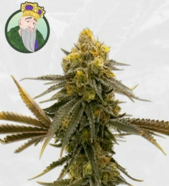 ACDC strain