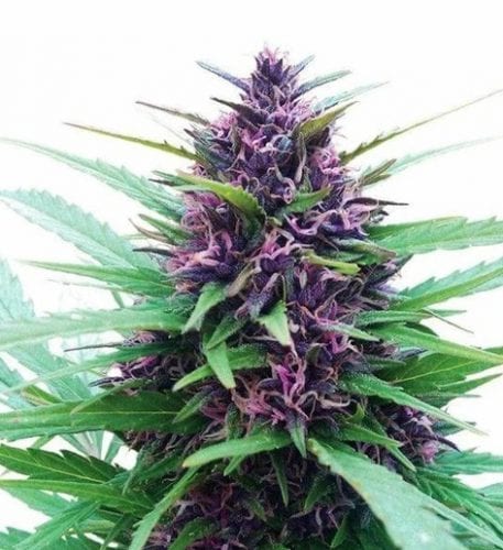 Blueberry cannabis strain ILGM