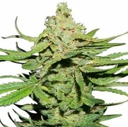Cannatonic cannabis strain