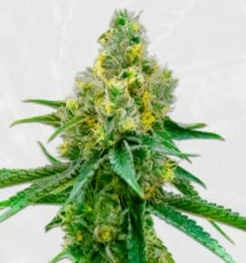 Harlequin strain