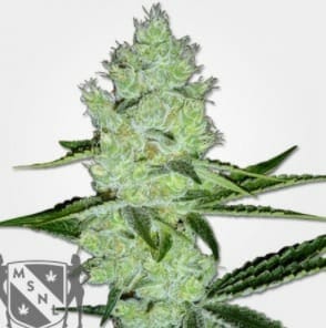 Jack Herer strain