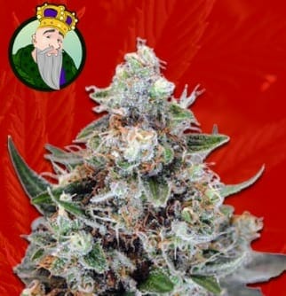 Jilly Bean strain