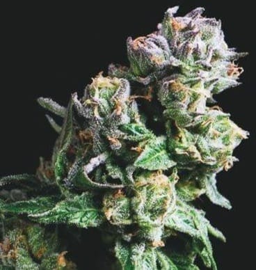 Purple Urkle strain
