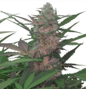 Red Congolese cannabis strain