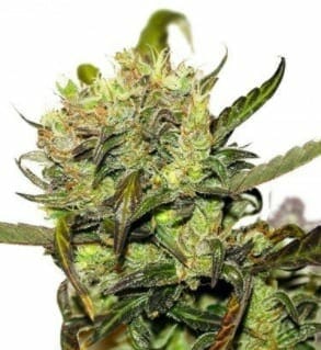 Remedy strain