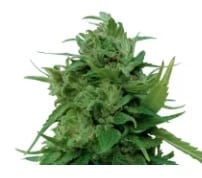 Solomatic CBD medical marijuana