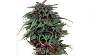 Durban Poison Strain Review