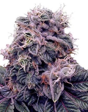 Blackberry Kush cannabis strain