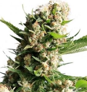 blueberry diesel cannabis strain