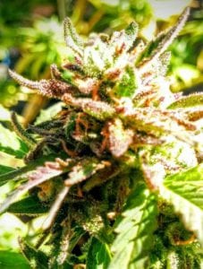 cherry kola cannabis strain