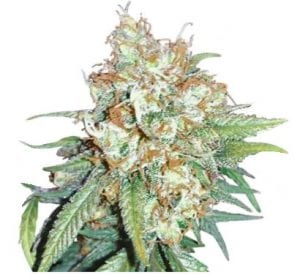 cherry pie cannabis strain