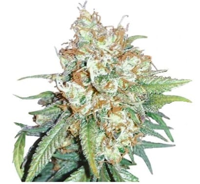 cherry pie cannabis strain