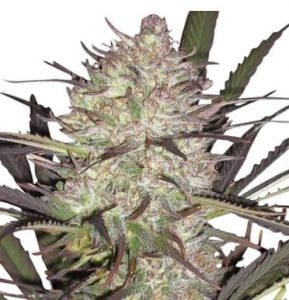 durban poison cannabis strain