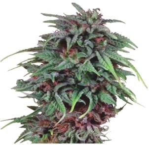 durban poison marijuana strain