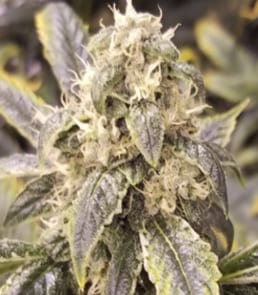 dutch treat strain