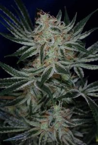 jack the ripper cannabis strain