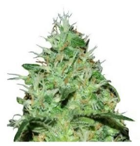 joannes CBD cannabis strain